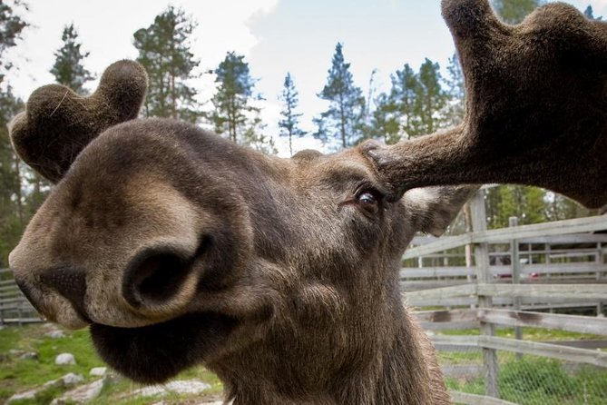 Ranua Zoo and BBQ - The forest park lunch break that keeps the cold manageable