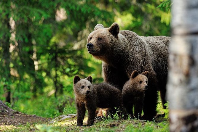 Ranua Zoo and BBQ - Cold-weather reality check: how to dress and behave so you enjoy the walk