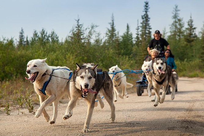 Ranua Zoo and BBQ - Price and value: what $259.06 gets you for this 5-hour Arctic outing