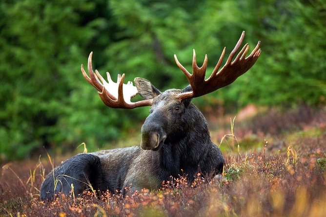 Ranua Zoo and BBQ - Your 3-hour Ranua Zoo visit: moose, polar bears, wolves, and arctic fox