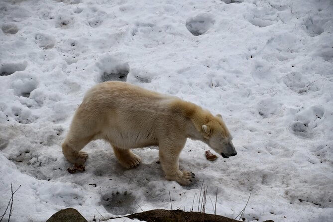 Ranua Zoo Arctic Wildlife Park with Private Transport & Lunch - Key things to know before you go
