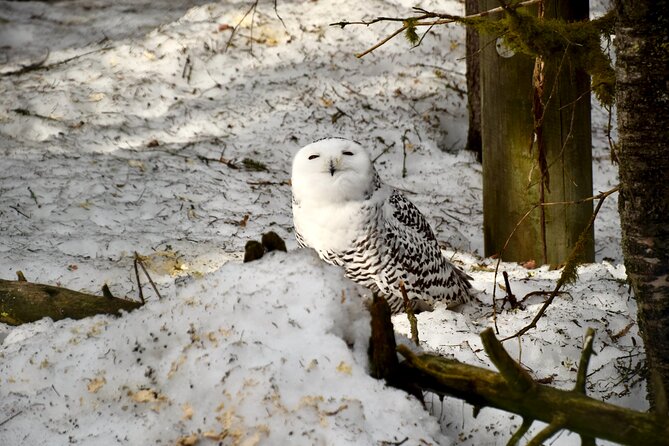 Ranua Zoo Arctic Wildlife Park with Private Transport & Lunch - Why Ranua Zoo works so well in Rovaniemi