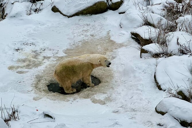 Ranua Zoo Arctic Wildlife Park with Private Transport & Lunch - Price and value: why $118.82 can make sense
