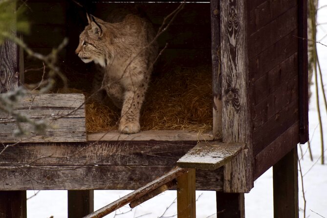 Ranua Zoo Arctic Wildlife Park with Private Transport & Lunch - Private transport and lunch, what you gain beyond convenience