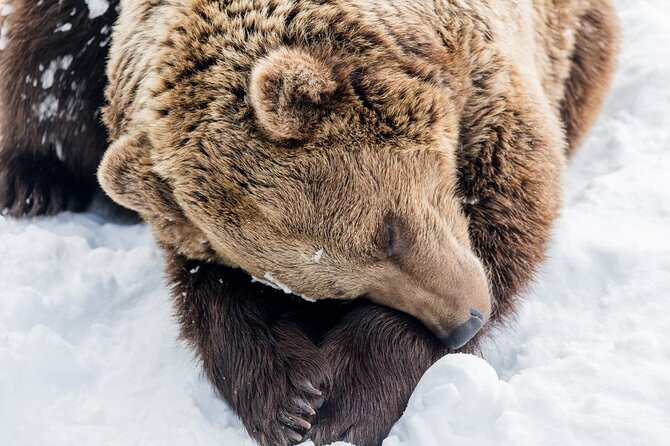 Ranua Zoo Family Tour from Rovaniemi - Door-to-door from Rovaniemi: the easy win