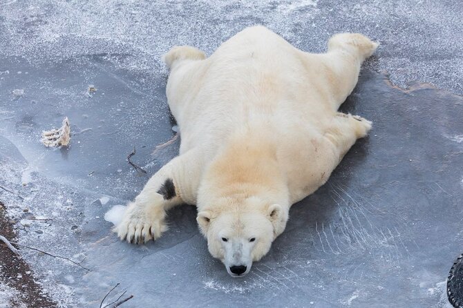 Ranua Zoo Family Tour from Rovaniemi - Ranua Zoo time: how to make the most of your visit