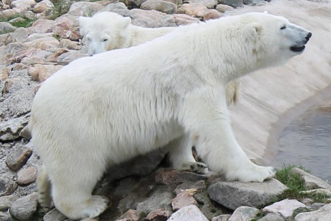 Ranua Zoo Family Tour from Rovaniemi - Price and value: what you are really paying for