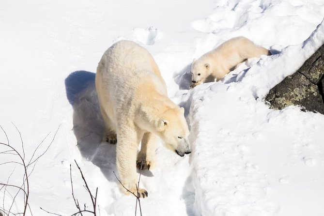Ranua Zoo tour, optional lunch - The Seasonal Reality Check: You Might Not See Everything