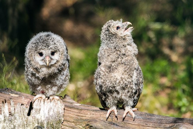 Ranua Zoo tour, optional lunch - Where Shopping and Food Fit In (And Why Lunch Is a Question)