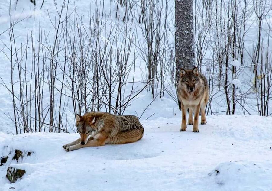 Ranua Zoo - Getting There From Rovaniemi: The Forest Drive Part of the Experience