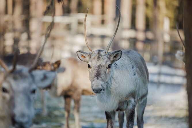 Reindeer Experience with Sledge Ride - Key things to know before you go
