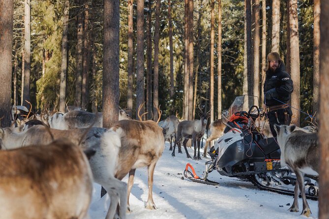 Reindeer Experience with Sledge Ride - Why this reindeer sledge ride in Rovaniemi is such a good winter “starter”