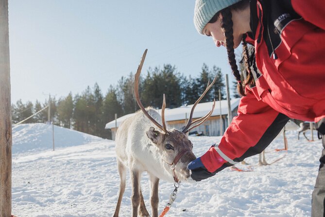 Reindeer Experience with Sledge Ride - From the office to Reindeer Manor: what the early part feels like