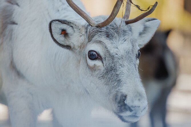Reindeer Experience with Sledge Ride - Meeting points in Rovaniemi, and how pickup really works