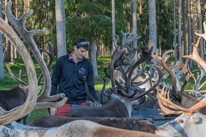 Reindeer Farm Experience in Summer and Autumn from Rovaniemi - Key Highlights You’ll Care About