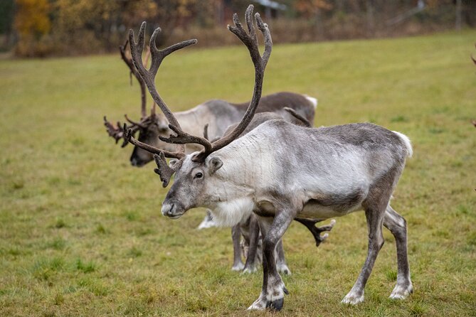 Reindeer Farm Experience in Summer and Autumn from Rovaniemi - Getting to the Farm: Rovaniemi Start Point, Pickup, and Small Group Flow