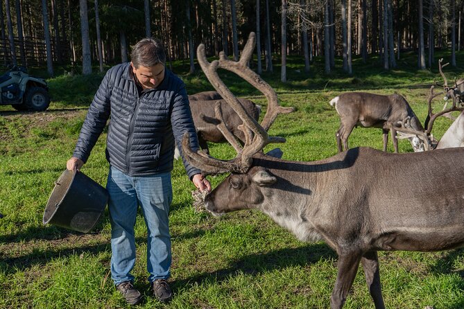 Reindeer Farm Experience in Summer and Autumn from Rovaniemi - At the Lake Farm: Meeting the Herders Where Work Actually Happens