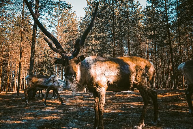 Reindeer Farm Summer Experience - Key points to know before you go