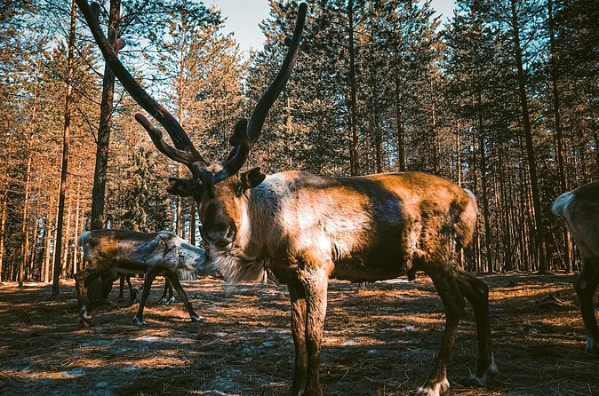 Reindeer Farm Summer Experience - Meeting the herd: walking among reindeer and feeding when it is on offer