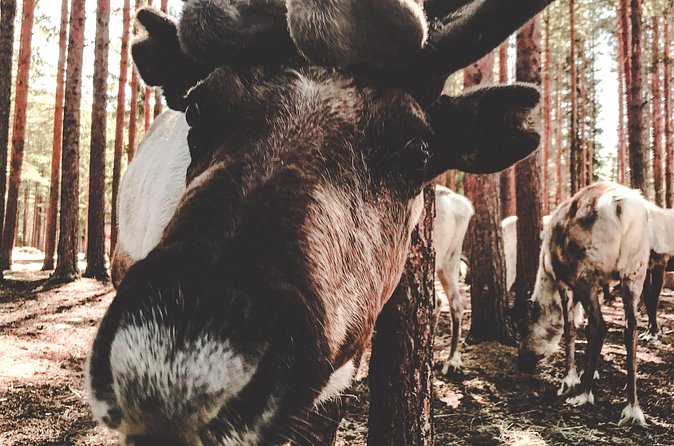 Reindeer Farm Summer Experience - Price and value: what 157.28 gets you