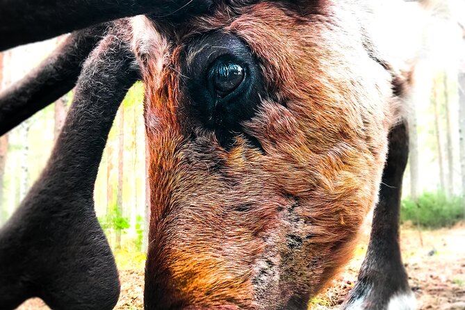 Reindeer Farm Summer Experience - The 2.5 hour flow, from pickup to herd time
