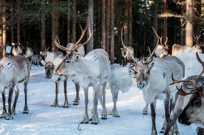 REINDEER FARM VISIT a real authentic experience - The Included Reindeer Sled Ride: Forest Feeling, Frozen-Lake Photos