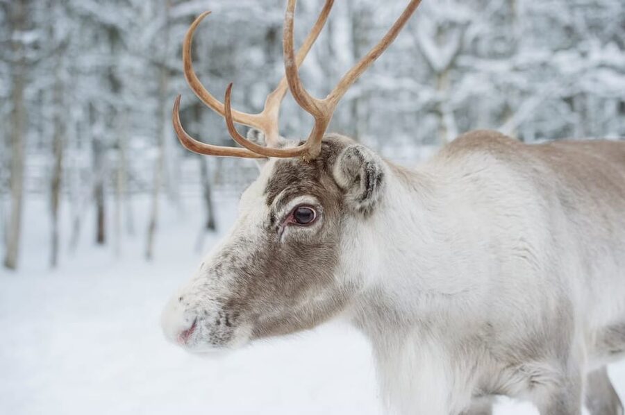 Reindeer Farm Visit with Sleigh Ride - Why a Reindeer Farm and Sleigh Ride Feels So Right in Lapland