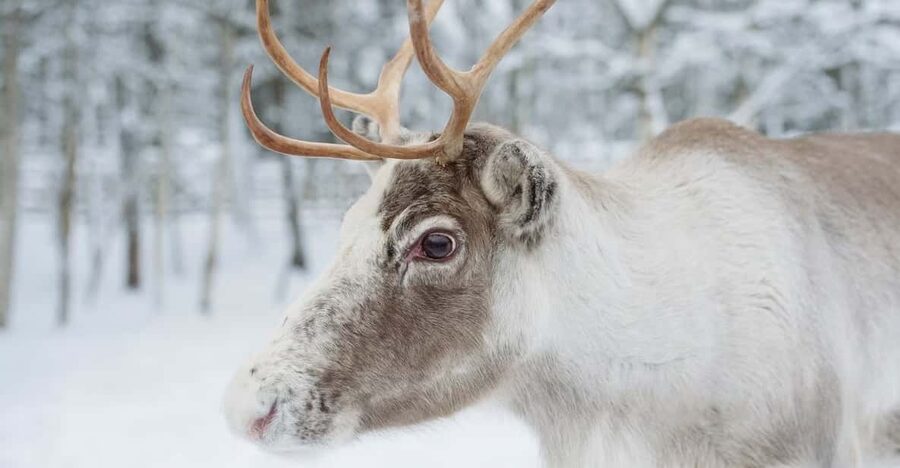Reindeer Farm Visit with Sleigh Ride - Meeting at Nordic Unique Travels: Plan on City-Center, Not Hotel Pickups