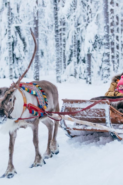Reindeer Farm Visit with Sleigh Ride - The Farm Visit: Feeding Reindeer Up Close in a Traditional Setting