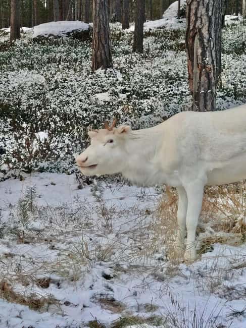 Reindeer feeding in Inari - Key points to know before you go