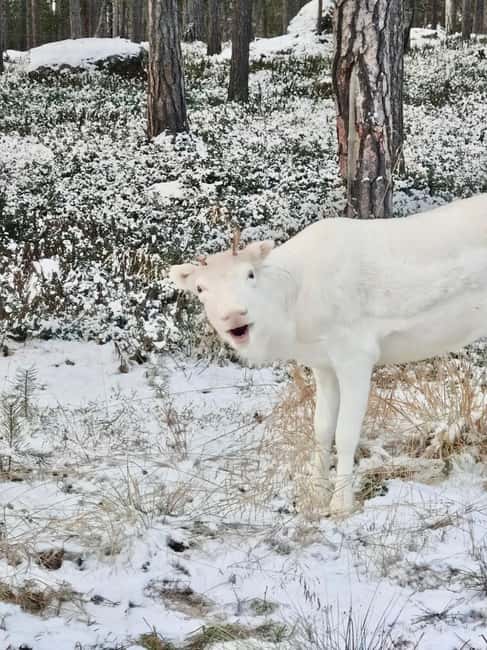Reindeer feeding in Inari - Why this reindeer feeding near Inari feels personal