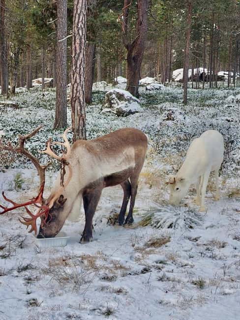 Reindeer feeding in Inari - Feeding reindeer from your hand: lichen, pace, and photo time