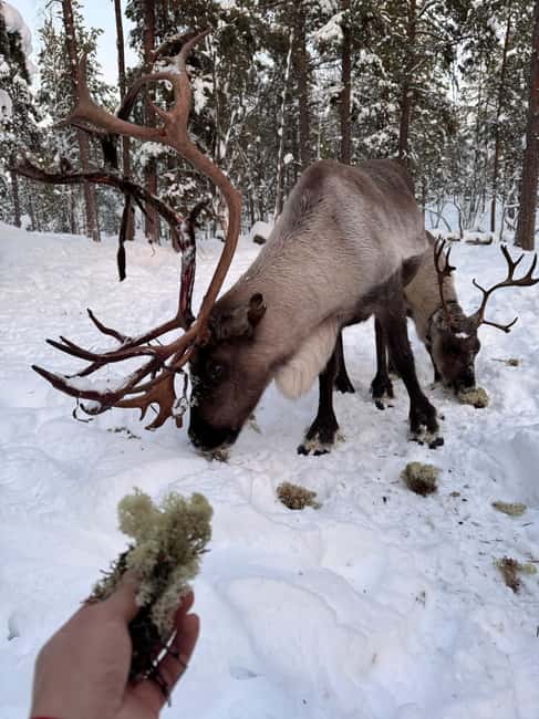 Reindeer feeding in Inari - Getting to the ranch: 2.4 km by car, and sleigh rides when snow cooperates