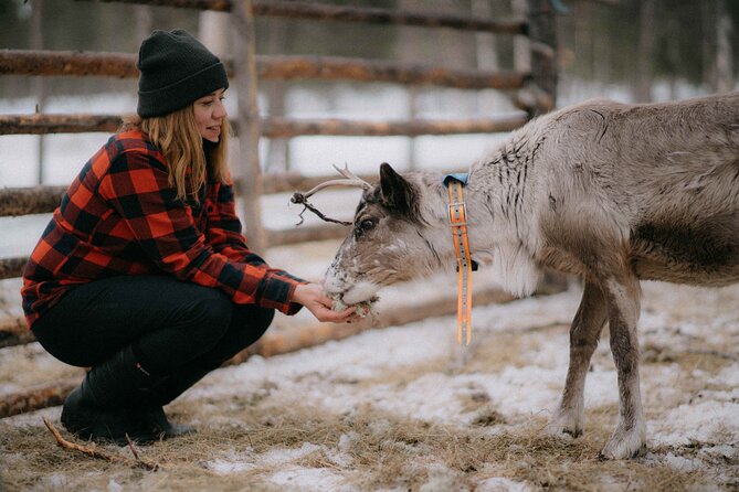 Reindeer Husbandry with Snowmobile Sleigh Ride and Cabin Lunch - Quick hits you will feel right away