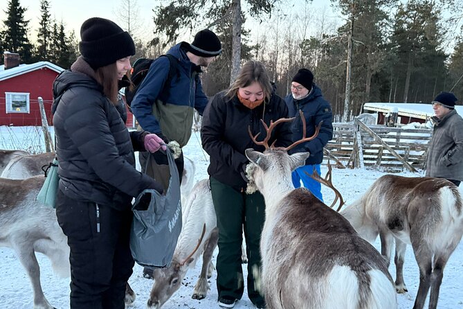 Reindeer Husbandry with Snowmobile Sleigh Ride and Cabin Lunch - Lunch in the kota: soup, bread, pastry, and a fireside food vibe