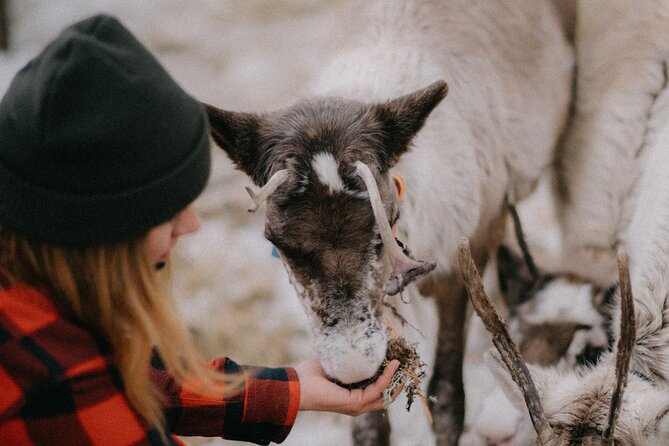 Reindeer Husbandry with Snowmobile Sleigh Ride and Cabin Lunch - Price and value in Levi at about $398 per person