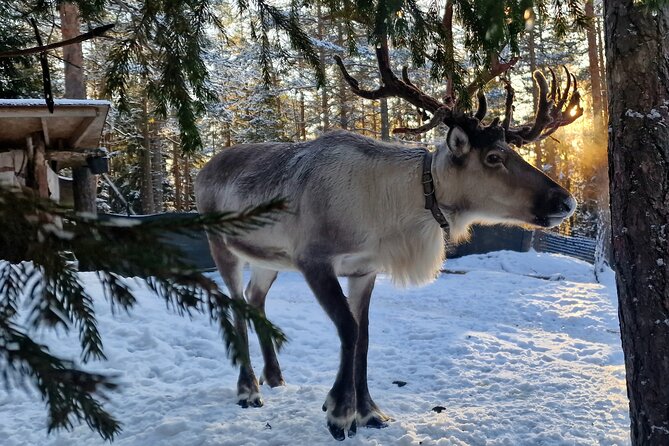 Reindeer Park Adventure - Key highlights that make this trip worth your time
