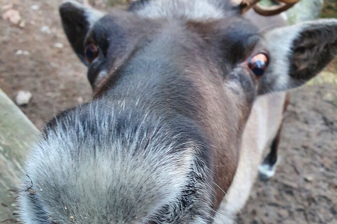 Reindeer Park Adventure - Why this reindeer-and-nature combo is a smart Helsinki choice