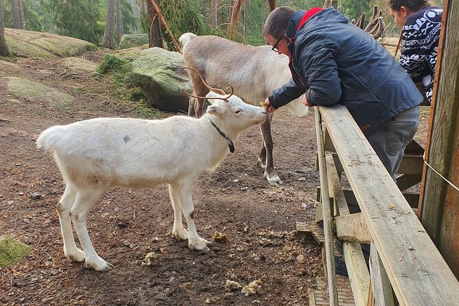 Reindeer Park Adventure - Snacks, fire, and the cozy farm-feel moments