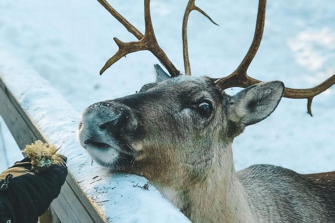 Reindeer Park Adventure - The drive to Nuuksio: private transport, Wi-Fi, and a calmer start