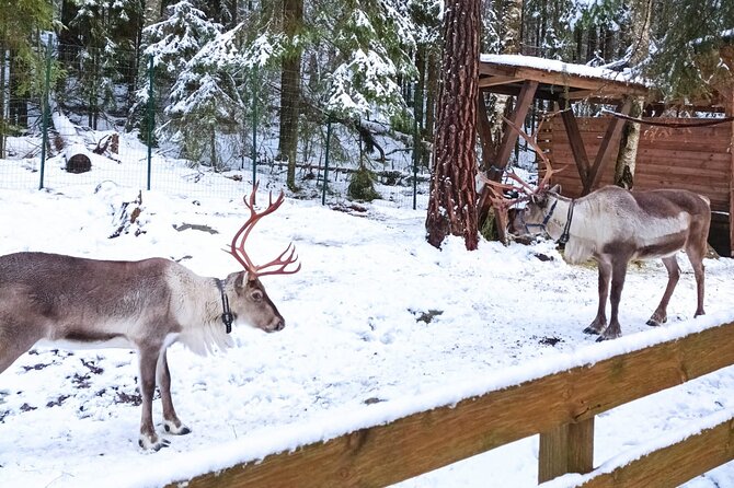 Reindeer Park & Horse Stables Safari - Guide style matters, and this one can make the day