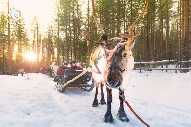 Reindeer Safari in Arctic Wilderness - Key Points Worth Your Attention