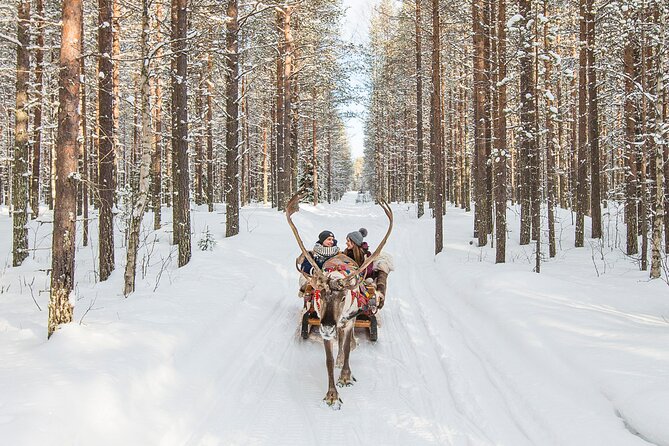 Reindeer Safari in Arctic Wilderness - Why This Reindeer Safari From Rovaniemi Feels Like Arctic Lapland