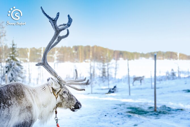 Reindeer Safari in Arctic Wilderness - The Reindeer Farm, Outskirts of the City, Deep in the Trees