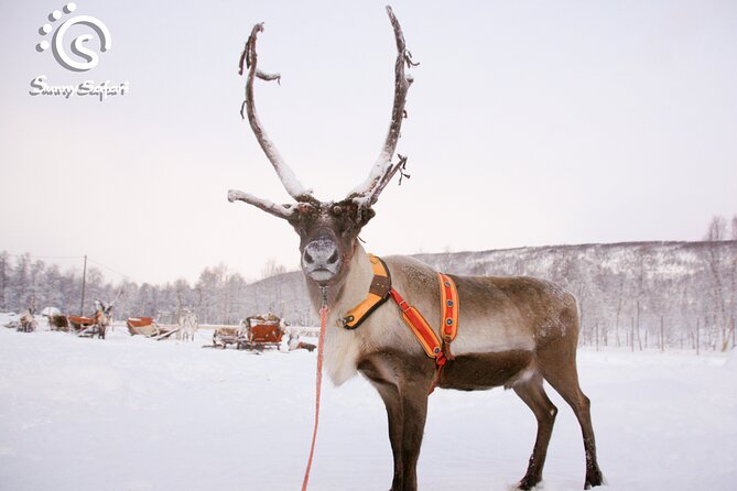Reindeer Safari in Arctic Wilderness - The Sled Ride Circuit: Safety, Pace, and How Seating Works