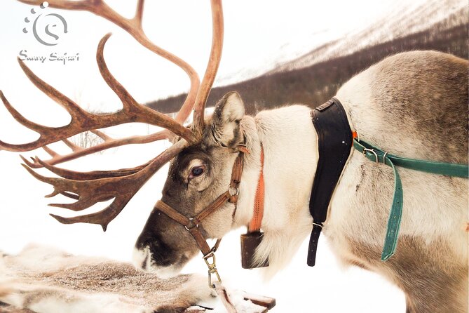 Reindeer Safari in Arctic Wilderness - Price and What You’re Really Paying For