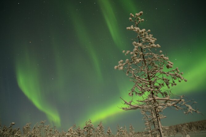 Reindeer Sleigh Ride Across the Night in Apukka Resort Rovaniemi - The warm stop: sausages, hot juice, and campfire time