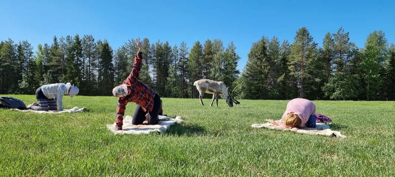 Reindeer yoga in Kuusamo - Reindeer yoga at Kujala farm: why it feels real