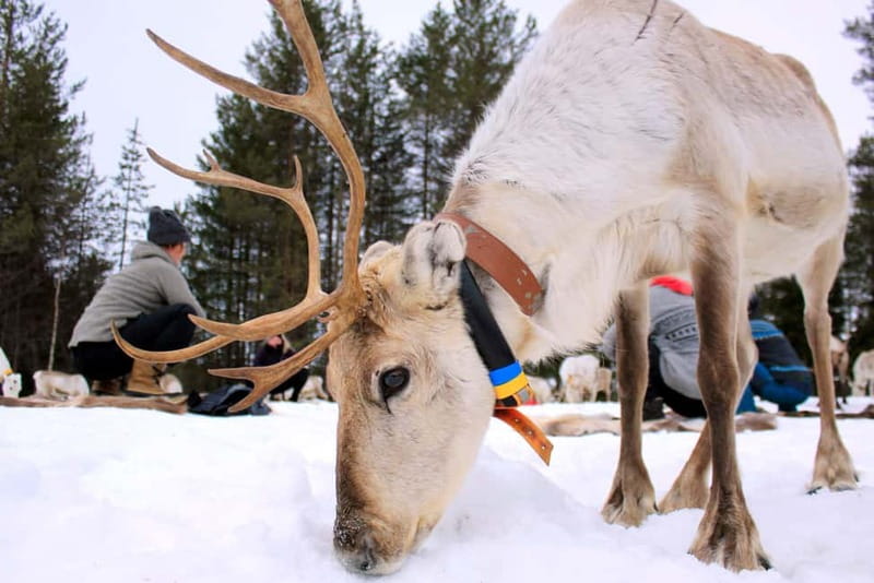Reindeer yoga in Kuusamo - The farm walk plus the handicraft workshop after yoga