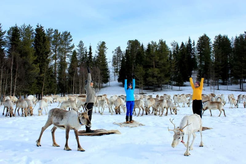 Reindeer yoga in Kuusamo - Reindeer-hide yoga mats and the “nature therapy” idea